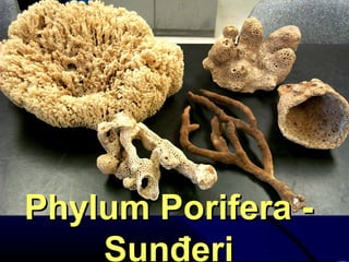 Phylum Porifera -Phylum Porifera -
Sunđeri
 