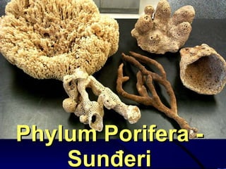 Phylum Porifera - Sunđeri 