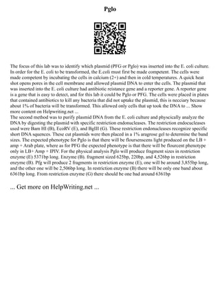 Pglo
The focus of this lab was to identify which plasmid (PFG or Pglo) was inserted into the E. coli culture.
In order for the E. coli to be transformed, the E.coli must first be made competent. The cells were
made competent by incubating the cells in calcium (2+) and then in cold temperatures. A quick heat
shot opens pores in the cell membrane and allowed plasmid DNA to enter the cells. The plasmid that
was inserted into the E. coli culture had antibiotic reistance gene and a reporter gene. A reporter gene
is a gene that is easy to detect, and for this lab it could be Pglo or PFG. The cells were placed in plates
that contained antibiotics to kill any bacteria that did not uptake the plasmid, this is necciary because
about 1% of bacteria will be transformed. This allowed only cells that up took the DNA to ... Show
more content on Helpwriting.net ...
The second method was to purify plasmid DNA from the E. coli culture and physcically analyze the
DNA by digesting the plasmid with specific restriction endonucleases. The restriction endocucleases
used were Bam HI (B), EcoRV (E), and BgIII (G). These restriction endonucleases recognize specific
short DNA squences. These cut plasmids were then placed in a 1% aragrose gel to determine the band
sizes. The expected phenotype for Pglo is that there will be floursenscens light produced on the LB +
amp + Arab plate, where as for PFG the expected phenotype is that there will be flourcent phenotype
only in LB+ Amp + IPIV. For the physical analysis Pglo will produce fragment sizes in restriction
enzyme (E) 5371bp long. Enzyme (B). fragment sized 625bp, 220bp, and 4,526bp in restriction
enzyme (B). Pfg will produce 2 fragments in restriction enzyme (E), one will be around 3,855bp long,
and the other one will be 2,506bp long. In restriction enzyme (B) there will be only one band about
6361bp long. From restriction enzyme (G) there should be one bad around 6361bp
... Get more on HelpWriting.net ...
 
