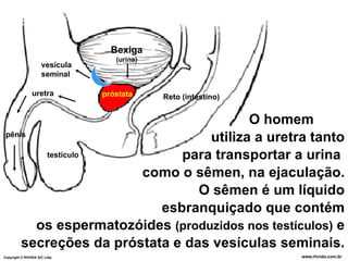 Bexiga
                                   (urina)
                     vesícula
                     seminal

                uretra          próstata     Reto (intestino)


                                       O homem
 pênis
                                utiliza a uretra tanto
        testículo           para transportar a urina
                      como o sêmen, na ejaculação.
                               O sêmen é um líquido
                         esbranquiçado que contém
       os espermatozóides (produzidos nos testículos) e
     secreções da próstata e das vesículas seminais.
Copyright © RHVIDA S/C Ltda.                                    www.rhvida.com.br
                                                                  www.rhvida.com.br
 