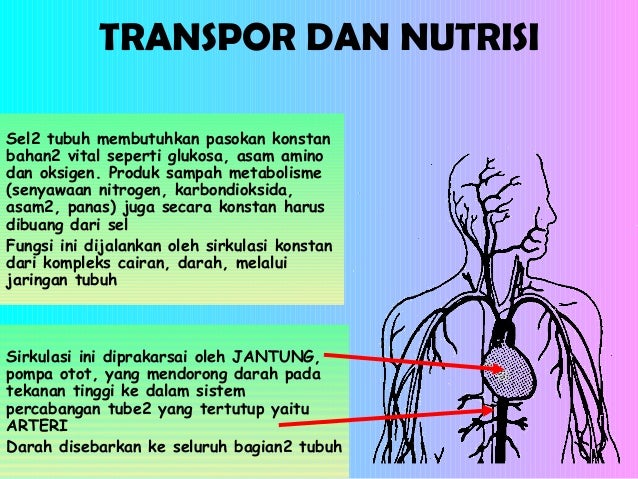 Tubuh Manusia di Anatomi/ Human Boddy in Anatomy