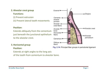 Dr.Jaffar Raza Syed
2. Alveolar crest group
Functions:
(i) Prevent extrusion
(ii) Prevent lateral tooth movements
Position:
Extends obliquely from the cementum
just beneath the junctional epithelium
to the alveolar crest.
3. Horizontal group
Position:
Extends at right angles to the long axis
of the tooth from cementum to alveolar bone.
(ii) Prevent lateral tooth movements
om the cementum
junctional epithelium
Extends at right angles to the long axis
cementum to alveolar bone.
Page 3
 