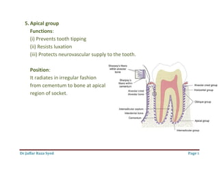 Dr.Jaffar Raza Syed Page 5
5. Apical group
Functions:
(i) Prevents tooth tipping
(ii) Resists luxation
(iii) Protects neurovascular supply to the tooth.
Position:
It radiates in irregular fashion
from cementum to bone at apical
region of socket.
 