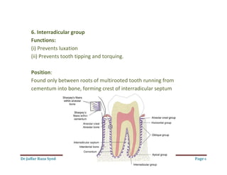 Dr.Jaffar Raza Syed Page 6
6. Interradicular group
Functions:
(i) Prevents luxation
(ii) Prevents tooth tipping and torquing.
Position:
Found only between roots of multirooted tooth running from
cementum into bone, forming crest of interradicular septum
 