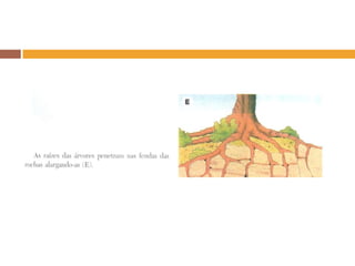 Agentes modeladores da paisagem