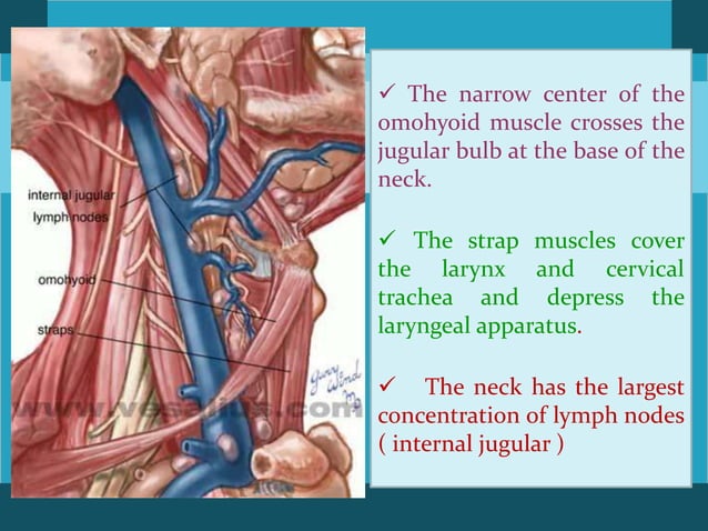Surgical anatomy and approaches to neck | PPTX