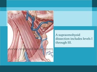 Surgical anatomy and approaches to neck