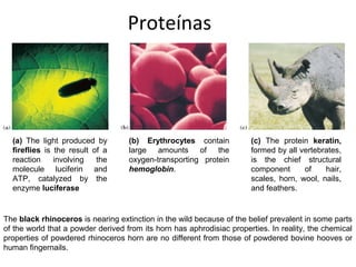 Proteínas




  (a) The light produced by         (b) Erythrocytes contain           (c) The protein keratin,
  fireflies is the result of a      large amounts of the               formed by all vertebrates,
  reaction     involving   the      oxygen-transporting protein        is the chief structural
  molecule luciferin and            hemoglobin.                        component      of    hair,
  ATP, catalyzed by the                                                scales, horn, wool, nails,
  enzyme luciferase                                                    and feathers.


The black rhinoceros is nearing extinction in the wild because of the belief prevalent in some parts
of the world that a powder derived from its horn has aphrodisiac properties. In reality, the chemical
properties of powdered rhinoceros horn are no different from those of powdered bovine hooves or
human fingernails.
 
