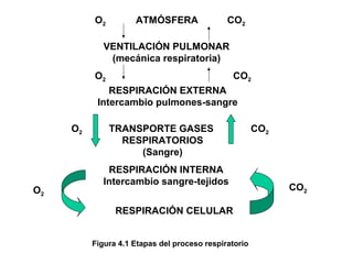 VENTILACIÓN PULMONAR
(mecánica respiratoria)
RESPIRACIÓN EXTERNA
Intercambio pulmones-sangre
RESPIRACIÓN INTERNA
Intercambio sangre-tejidos
RESPIRACIÓN CELULAR
TRANSPORTE GASES
RESPIRATORIOS
(Sangre)
O2
O2
O2
O2
CO2
CO2
CO2
CO2
ATMÓSFERA
Figura 4.1 Etapas del proceso respiratorio
 
