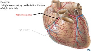 Coronary circulation and venous drainage heart.pdf