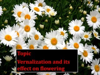 Topic
Vernalization and its
effect on flowering
 