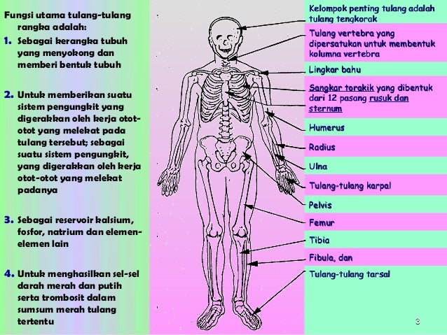 Musculosceletal System in Anatomy Sistem Otot  dan Tulang 
