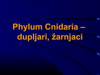 Phylum Cnidaria –
dupljari, žarnjaci
 