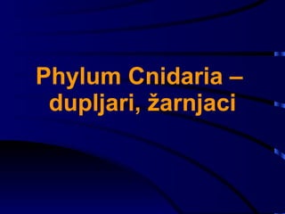 Phylum Cnidaria –  dupljari, žarnjaci 