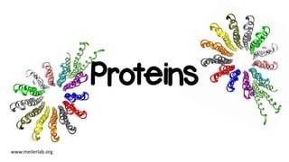 www.meilerlab.org
Proteins
 