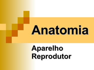 Anatomia Aparelho Reprodutor 