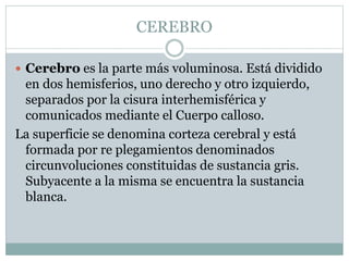 CEREBRO 
 Cerebro es la parte más voluminosa. Está dividido 
en dos hemisferios, uno derecho y otro izquierdo, 
separados por la cisura interhemisférica y 
comunicados mediante el Cuerpo calloso. 
La superficie se denomina corteza cerebral y está 
formada por re plegamientos denominados 
circunvoluciones constituidas de sustancia gris. 
Subyacente a la misma se encuentra la sustancia 
blanca. 
 