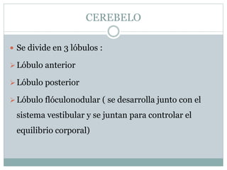 CEREBELO 
 Se divide en 3 lóbulos : 
Lóbulo anterior 
Lóbulo posterior 
Lóbulo flóculonodular ( se desarrolla junto con el 
sistema vestibular y se juntan para controlar el 
equilibrio corporal) 
 
