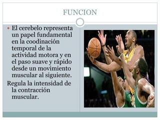 FUNCION 
 El cerebelo representa 
un papel fundamental 
en la coodinación 
temporal de la 
actividad motora y en 
el paso suave y rápido 
desde un movimiento 
muscular al siguiente. 
Regula la intensidad de 
la contracción 
muscular. 
 