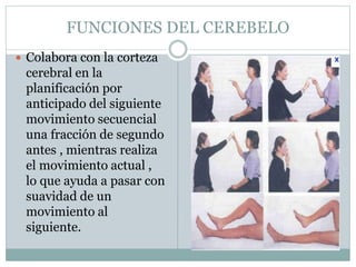 FUNCIONES DEL CEREBELO 
 Colabora con la corteza 
cerebral en la 
planificación por 
anticipado del siguiente 
movimiento secuencial 
una fracción de segundo 
antes , mientras realiza 
el movimiento actual , 
lo que ayuda a pasar con 
suavidad de un 
movimiento al 
siguiente. 
 