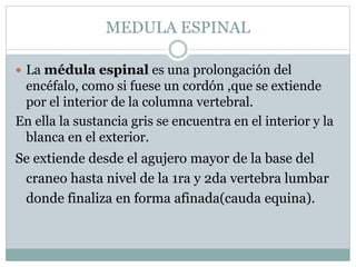 MEDULA ESPINAL 
 La médula espinal es una prolongación del 
encéfalo, como si fuese un cordón ,que se extiende 
por el interior de la columna vertebral. 
En ella la sustancia gris se encuentra en el interior y la 
blanca en el exterior. 
Se extiende desde el agujero mayor de la base del 
craneo hasta nivel de la 1ra y 2da vertebra lumbar 
donde finaliza en forma afinada(cauda equina). 
 