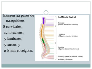 Exisren 32 pares de 
n.raquideos: 
8 cervicales, 
12 toracicos , 
5 lumbares, 
5 sacros y 
2 ó mas coccigeos. 
 