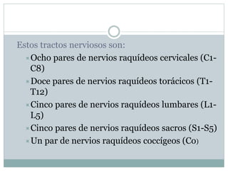 Estos tractos nerviosos son: 
Ocho pares de nervios raquídeos cervicales (C1- 
C8) 
Doce pares de nervios raquídeos torácicos (T1- 
T12) 
Cinco pares de nervios raquídeos lumbares (L1- 
L5) 
Cinco pares de nervios raquídeos sacros (S1-S5) 
Un par de nervios raquídeos coccígeos (Co) 
 