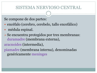 SISTEMA NERVIOSO CENTRAL 
Se compone de dos partes: 
 encéfalo (cerebro, cerebelo, tallo encefálico) 
 médula espinal. 
 Se encuentra protegidos por tres membranas: 
duramadre (membrana externa), 
aracnoides (intermedia), 
piamadre (membrana interna), denominadas 
genéricamente meninges 
 