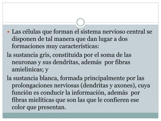  Las células que forman el sistema nervioso central se 
disponen de tal manera que dan lugar a dos 
formaciones muy características: 
la sustancia gris, constituida por el soma de las 
neuronas y sus dendritas, además por fibras 
amielinicas; y 
la sustancia blanca, formada principalmente por las 
prolongaciones nerviosas (dendritas y axones), cuya 
función es conducir la información, además por 
fibras mielíticas que son las que le confieren ese 
color que presentan. 
 