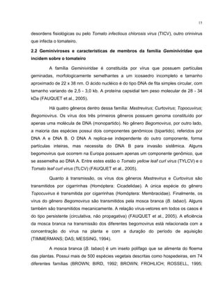 15
desordens fisiológicas ou pelo Tomato infectious chlorosis virus (TICV), outro crinivirus
que infecta o tomateiro.
2.2 Geminiviroses e características de membros da família Geminiviridae que
incidem sobre o tomateiro
A família Geminiviridae é constituída por vírus que possuem partículas
geminadas, morfologicamente semelhantes a um icosaedro incompleto e tamanho
aproximado de 22 x 38 nm. O ácido nucléico é do tipo DNA de fita simples circular, com
tamanho variando de 2,5 - 3,0 kb. A proteína capsidial tem peso molecular de 28 - 34
kDa (FAUQUET et al., 2005).
Há quatro gêneros dentro dessa família: Mastrevirus; Curtovirus; Topocuvirus;
Begomovirus. Os vírus dos três primeiros gêneros possuem genoma constituído por
apenas uma molécula de DNA (monopartido). No gênero Begomovirus, por outro lado,
a maioria das espécies possui dois componentes genômicos (bipartido), referidos por
DNA A e DNA B. O DNA A replica-se independente do outro componente, forma
partículas inteiras, mas necessita do DNA B para invasão sistêmica. Alguns
begomovirus que ocorrem na Europa possuem apenas um componente genômico, que
se assemelha ao DNA A. Entre estes estão o Tomato yellow leaf curl virus (TYLCV) e o
Tomato leaf curl virus (TLCV) (FAUQUET et al., 2005).
Quanto à transmissão, os vírus dos gêneros Mastrevirus e Curtovirus são
transmitidos por cigarrinhas (Homóptera: Cicadelidae). A única espécie do gênero
Topocuvirus é transmitida por cigarrinhas (Homóptera: Membracidae). Finalmente, os
vírus do gênero Begomovirus são transmitidos pela mosca branca (B. tabaci). Alguns
também são transmitidos mecanicamente. A relação vírus-vetores em todos os casos é
do tipo persistente (circulativa, não propagativa) (FAUQUET et al., 2005). A eficiência
da mosca branca na transmissão dos diferentes begomovirus está relacionada com a
concentração do vírus na planta e com a duração do período de aquisição
(TIMMERMANS; DAS; MESSING, 1994).
A mosca branca (B. tabaci) é um inseto polífago que se alimenta do floema
das plantas. Possui mais de 500 espécies vegetais descritas como hospedeiras, em 74
diferentes famílias (BROWN; BIRD, 1992; BROWN; FROHLICH; ROSSELL, 1995;
 