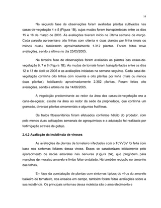 34
Na segunda fase de observações foram avaliadas plantas cultivadas nas
casas-de-vegetação 4 e 5 (Figura 1B), cujas mudas foram transplantadas entre os dias
15 e 16 de março de 2005. As avaliações tiveram início na última semana de março.
Cada parcela apresentava oito linhas com oitenta e duas plantas por linha (mais ou
menos duas), totalizando aproximadamente 1.312 plantas. Foram feitas nove
avaliações, sendo a última no dia 25/05/2005.
Na terceira fase de observações foram avaliadas as plantas das casas-de-
vegetação 6, 7 e 8 (Figura 1B). As mudas de tomate foram transplantadas entre os dias
12 e 13 de abril de 2005 e as avaliações iniciadas na semana seguinte. Cada casa-de-
vegetação continha oito linhas com noventa e oito plantas por linha (mais ou menos
duas plantas), totalizando aproximadamente 2.352 plantas. Foram feitas oito
avaliações, sendo a última no dia 14/06/2005.
A vegetação predominante ao redor da área das casas-de-vegetação era a
cana-de-açúcar, exceto na área ao redor da sede da propriedade, que continha um
gramado, diversas plantas ornamentais e algumas frutíferas.
Os tratos fitossanitários foram efetuados conforme hábito do produtor, com
pelo menos duas aplicações semanais de agroquímicos e a adubação foi realizada por
fertirrigação através de gotejo.
2.4.2 Avaliação da incidência de viroses
As avaliações de plantas de tomateiro infectadas com o ToYVSV foi feita com
base nos sintomas foliares dessa virose. Esses se caracterizam inicialmente pelo
aparecimento de riscas amarelas nas nervuras (Figura 2A), que progridem para
manchas de mosaico amarelo e limbo foliar ondulado. Há também redução no tamanho
das folhas.
Em face da constatação de plantas com sintomas típicos do vírus do amarelo
baixeiro do tomateiro, nos ensaios em campo, também foram feitas avaliações sobre a
sua incidência. Os principais sintomas dessa moléstia são o amarelecimento e
 