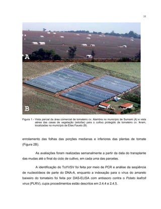 35
Figura 1 - Vista parcial da área comercial de tomateiro cv. Alambra no município de Sumaré (A) e vista
aérea das casas de vegetação (estufas) para o cultivo protegido de tomateiro cv. Ikram,
localizadas no município de Elias Fausto (B)
enrolamento das folhas das porções medianas e inferiores das plantas de tomate
(Figura 2B).
As avaliações foram realizadas semanalmente a partir da data do transplante
das mudas até o final do ciclo de cultivo, em cada uma das parcelas.
A identificação do ToYVSV foi feita por meio de PCR e análise da seqüência
de nucleotídeos de parte do DNA-A, enquanto a indexação para o vírus do amarelo
baixeiro do tomateiro foi feita por DAS-ELISA com antissoro contra o Potato leafroll
virus (PLRV), cujos procedimentos estão descritos em 2.4.4 e 2.4.5.
 