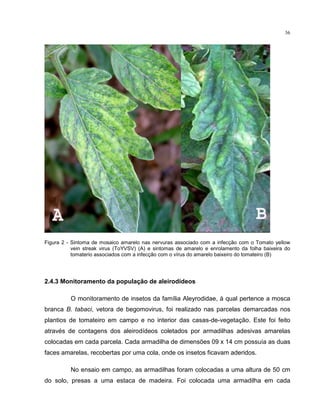 36
Figura 2 - Sintoma de mosaico amarelo nas nervuras associado com a infecção com o Tomato yellow
vein streak virus (ToYVSV) (A) e sintomas de amarelo e enrolamento da folha baixeira do
tomaterio associados com a infecção com o vírus do amarelo baixeiro do tomateiro (B)
2.4.3 Monitoramento da população de aleirodídeos
O monitoramento de insetos da família Aleyrodidae, à qual pertence a mosca
branca B. tabaci, vetora de begomovirus, foi realizado nas parcelas demarcadas nos
plantios de tomateiro em campo e no interior das casas-de-vegetação. Este foi feito
através de contagens dos aleirodídeos coletados por armadilhas adesivas amarelas
colocadas em cada parcela. Cada armadilha de dimensões 09 x 14 cm possuía as duas
faces amarelas, recobertas por uma cola, onde os insetos ficavam aderidos.
No ensaio em campo, as armadilhas foram colocadas a uma altura de 50 cm
do solo, presas a uma estaca de madeira. Foi colocada uma armadilha em cada
 