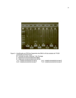 47
Figura 3 – Amplificação por PCR dos fragmentos dos DNA A e B dos isolados de TYVSV
amostrados em Elias Fausto
M - marcador de peso molecular 1 Kb, Promega
A - fragmento de aproximadamente 580pb,
B – fragmento de aproximadamente 500 pb.
1 e 2 - isolado proveniente da casa 6 3 e 4 - isolado proveniente da casa 6
5 e 6 - isolado proveniente da casa 7 7 e 8 - isolado proveniente da casa 8
A
B
M 1 2 3 4 5 6 7 8
A A A
BB
B
 