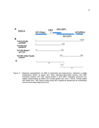 48
Figura 4 – Diagrama representativo do DNA A linearizado dos begomovirus, indicando a região
intergenérica (CRA), os genes AC1 (Rep; replication-associated protein), AV2 (MP;
movement protein), AV1 (CP; capsid protein) e AC3 (REn; replication enhancer) (A);
regiões seqüenciadas do DNA A do Tomato golden vein virus – PA-05, Tomato yellow
vein streak virus – IAC, Brazil e Elias Fausto (B) e regiões de seqüências de nucleotídeos
comuns entre esses begomovirus (C)
 