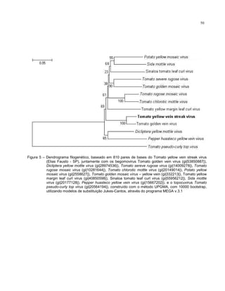 50
Figura 5 – Dendrograma filogenético, baseado em 810 pares de bases do Tomato yellow vein streak virus
(Elias Fausto - SP), juntamente com os begomovirus Tomato golden vein virus (gi|53850887|),
Dicliptera yellow mottle virus (gi|28974536|), Tomato sereve rugose virus (gi|14009278|), Tomato
rugose mosaic virus (gi|10281644|), Tomato chlorotic mottle virus (gi|20149014|), Potato yellow
mosaic virus (gi|2558627|), Tomato golden mosaic vírus – yellow vein (gi|332213|), Tomato yellow
margin leaf curl virus (gi|40850598|), Sinaloa tomato leaf curl virus (gi|55956212|), Sida mottle
virus (gi|20177128|), Pepper huasteco yellow vein virus (gi|15667202|), e o topocuvirus Tomato
pseudo-curly top virus (gi|20564194|), construído com o método UPGMA, com 10000 bootstrap,
utilizando modelos de substituição Jukes-Cantos, através do programa MEGA v.3.1
 