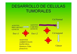 DESARROLLO DE CELULAS
TUMORALES
AGENTES
PROCARCINO-
GENICOS
AGENTES
CARCINO-
GENICOS
AGENTES
AMBIENTALES
DAÑO DNA:
Químico...