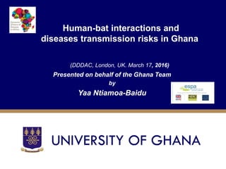 Human-bat interactions and
diseases transmission risks in Ghana
(DDDAC, London, UK. March 17, 2016)
Presented on behalf of the Ghana Team
by
Yaa Ntiamoa-Baidu
 