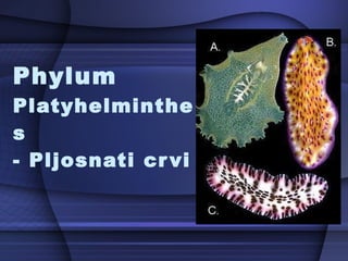 Phylum  Platyhelminthes  - Pljosnati crvi 