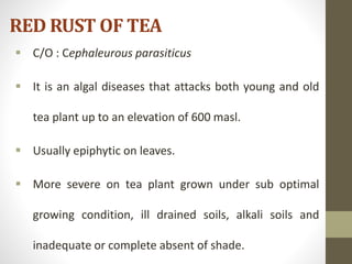 RED RUST OF TEA
 C/O : Cephaleurous parasiticus
 It is an algal diseases that attacks both young and old
tea plant up to an elevation of 600 masl.
 Usually epiphytic on leaves.
 More severe on tea plant grown under sub optimal
growing condition, ill drained soils, alkali soils and
inadequate or complete absent of shade.
 