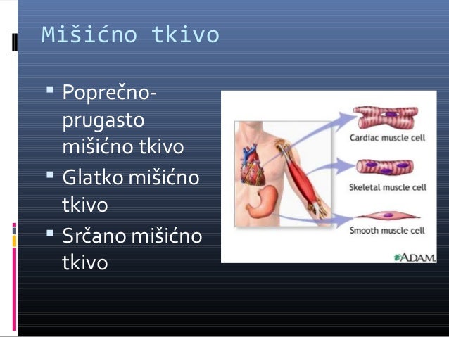 Skeletni misici kao efektori