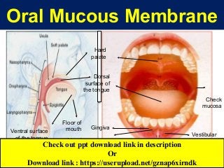 Oral Mucous Membrane
Gingiva
Alveolar mucosa
Vestibular
fornix
Labial mucosa
Check
mucosa
Hard
palate
Dorsal
surface of
the tongue
Ventral surface
of the tongue
Floor of
mouth
Check out ppt download link in description
Or
Download link : https://userupload.net/gznap6xirndk
 