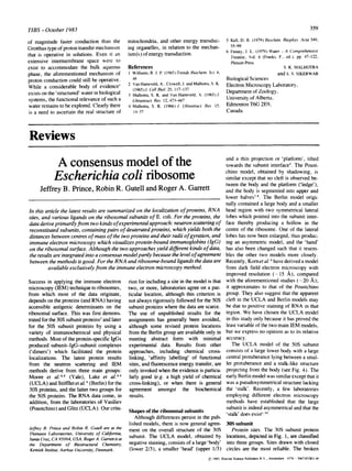TIBS - October 1983
of magnitude faster conduction than the
Grotthus type of proton transfer mechanism
that is operative in solutions. Even il an
extensive intermembrane space were to
exist to accommodate the bulk aqueous
phase, the aforementioned mechanism of
proton conduction could still be operative.
While a considerable body of evidence"
exists on the 'structured' water in biological
systems, the functional relevance of such a
water remains to be explored. Clearly there
is a need to ascertain the real structure of
mitochondria, and other energy transduc-
ing organelles, in relation to the mechan-
ism(s) of energy transduction.
References
1 Williams, R. J. P. (1983)Trends Biochem. Sci. 8,
48
2 Van Harreveld, A., Crowell, J. and Malhotra, S. K.
(1965)J. Cell Biol. 25, 117-137
3 Malhotra, S. K. and Van Harreveld, A. (1965) J.
Ultrastruct. Res. 12. 473~1.87
4 Malhotra, S. K. (1966)J. Ultrastrua:t. Res. 15,
14-37
359
5 Kell, D. B. (1979) Biochim. Biophys. Acta 549,
55-99
6 Finney, J. L. (1979) Water -A Comprehensive
Treatise, Vol. 6 (Franks, F., ed.), pp. 47-122,
Plenum Press
S. K. MALHOTRA
and s. S. SIKERWAR
Biological Sciences
Electron Microscopy Laboratory,
Department of Zoology,
University of Alberta,
Edmonton T6G 2E9,
Canada.
Reviews
A consensus model of the
Escherichia coli ribosome
Jeffrey B. Prince, Robin R. Gutell and Roger A. Garrett
In this article the latest results are summarized on the localization of proteins, RNA
sites, and various ligands on the ribosomal subunits of E. coli. For the proteins, the
data derive primarily from two kinds of experimental approach."neutron scattering of
reconstituted subunits, containing pairs of deuterated proteins, which yields both the
distances between centres of mass of the two proteins and their radii of gyration, and
immune electron microscopy which visualizes protein-bound immunoglobins (IgG)
on the ribosomal surface. Although the two approaches yield different kinds of data,
the results are integrated into a consensus model partly because the level of agreement
between the methods isgood. For the RNA and ribosome-bound ligands the data are
available exclusively from the immune electron microscopy method.
Success in applying the immune electron
microscopy (IEM) technique to ribosomes,
from which most of the data originate,
depends on the proteins (and RNA) having
accessible antigenic determinants on the
ribosomal surface. This was first demons-
trated for the 30S subunit proteinsI and later
for the 50S subunit proteins by using a
variety of immunochemical and physical
methods. Most of the protein-specific IgGs
produced subunit-IgG-subunit complexes
('dimers') which facilitated the protein
localizations. The latest protein results
from the neutron scattering and IEM
methods derive from three main groups:
Moore et al.2"3 (Yale), Lake et al.4"~
(UCLA) and St6ffieret al.6(Berlin) for the
30S proteins, and the latter two groups for
the 50S proteins. The RNA data come, in
addition, from the laboratories of Vasiliev
(Poustchino) and Glitz (UCLA). Our crite-
Jeffrey B. Prince and Robin R. Gutell are at the
Thimann Laboratories, University of California,
Santa Cruz, CA 95064, USA. Roger A. Garrettis at
the Department of Biostructural Chemistry,
Kemisk lnstitut, Aarhus University, Denmark.
rion for including a site in the model is that
two, or more, laboratories agree on a par-
ticular location, although this criterion is
not always rigorously followed for the 50S
subunit proteins where the data are scarce.
The use of unpublished results for the
assignments has generally been avoided,
although some revised protein locations
from the Berlin group are available only in
meeting abstract form with minimal
experimental data. Results from other
approaches, including chemical cross-
linking, 'affinity labelling' of functional
sites, and fluorescence energy transfer, are
only invoked when the evidence is particu-
larly good (e.g. a high yield of chemical
cross-linking), or when there is general
agreement amongst the biochemical
results.
Shapes of the ribosomal subunits
Although differences persist in the pub-
lished models, there is now general agree-
ment on the overall structure of the 30S
subunit. The UCLA model, obtained by
negative staining, consists of a large'body'
(lower 2/3), a smaller 'head' (upper 1/3)
and a thin projection or 'platform', tilted
towards the subunit interface4. The Poust-
chino model, obtained by shadowing, is
similar except that no cleft is observed be-
tween the body and the platform ('ledge'),
and the body is segmented into upper and
lower halves7~. The Berlin model origi-
nally contained a large body and a smaller
head region with two symmetrical lateral
lobes which pointed into the subunit inter-
face thereby producing a hollow in the
centre of the ribosome. One of the lateral
lobes has now been enlarged, thus produc-
ing an asymmetric model, and the 'hand'
has also been changed such that it resem-
bles the other two models more closely.
Recently, Korn et al."~have derived a model
from dark field electron microscopy with
improved resolution (- 15 /~), compared
with the aforementioned studies (-20 ,~);
it approximates to that of the Poustchino
group. They also suggest that the apparent
cleft in the UCLA and Berlin models may
be due to positive staining of RNA in that
region. We have chosen the UCLA model
in this study only because it has proved the
least variable of the two main IEM models,
but we express no opinion as to its relative
accuracy.
The UCLA model of the 50S subunit
consists of a large lower body with a large
central protuberance lying between a smal-
ler protuberance and a stalk-like structure
projecting from the body (see Fig. 4). The
early Berlin model was similar except that it
was a pseudosymmetrical structure lacking
the 'stalk'. Recently, a few laboratories
employing different electron microscopy
methods have established that the large
subunit is indeed asymmetrical and that the
' stalk' does exist'"to.
30S subunit
Protein sites. The 30S subunit protein
locations, depicted in Fig. 1, are classified
into three groups. Sites drawn with closed
circles are the most reliable. The broken
~) 1983.ElsevierSciencePublishersB.V., Amsterdam 0376- 5067/83/$01.0()
 