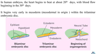 Mesodermal Heart Development of the heart/ Development of the heart.pdf