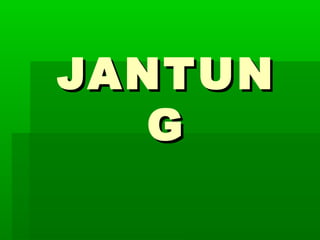 JANTUNJANTUN
GG
 