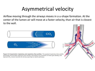 Asymmetrical velocity
Airflow moving through the airways moves in a u-shape formation. At the
center of the lumen air will move at a faster velocity, than air that is closest
to the wall.
 
