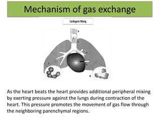 Mechanism of gas exchange
As the heart beats the heart provides additional peripheral mixing
by exerting pressure against the lungs during contraction of the
heart. This pressure promotes the movement of gas flow through
the neighboring parenchymal regions.
 
