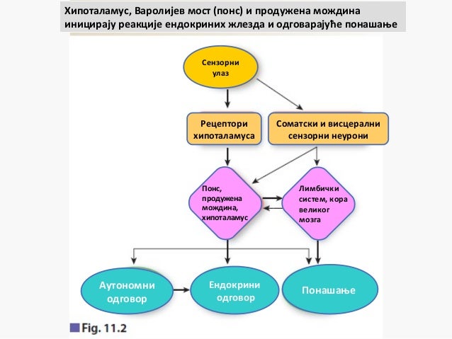 Autonomni nervni sistem