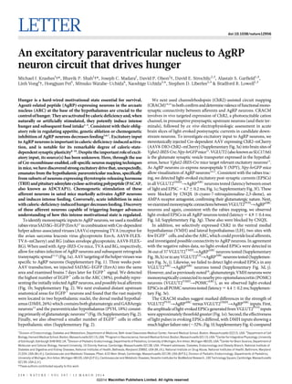 LETTER doi:10.1038/nature12956
An excitatory paraventricular nucleus to AgRP
neuron circuit that drives hunger
Michael J. Krashes1
{*, Bhavik P. Shah1
{*, Joseph C. Madara1
, David P. Olson1
{, David E. Strochlic2,3
, Alastair S. Garfield1,4
,
Linh Vong1
{, Hongjuan Pei5
, Mitsuko Watabe-Uchida6
, Naoshige Uchida3,6
, Stephen D. Liberles2,3
& Bradford B. Lowell1,3
Hunger is a hard-wired motivational state essential for survival.
Agouti-related peptide (AgRP)-expressing neurons in the arcuate
nucleus (ARC) at the base of the hypothalamus are crucial to the
controlofhunger.Theyareactivatedbycaloricdeficiencyand,when
naturally or artificially stimulated, they potently induce intense
hunger and subsequent food intake1–5
. Consistent with their oblig-
atory role in regulating appetite, genetic ablation or chemogenetic
inhibition of AgRP neurons decreases feeding3,6,7
. Excitatory input
to AgRP neurons is important in caloric-deficiency-induced activa-
tion, and is notable for its remarkable degree of caloric-state-
dependentsynapticplasticity8–10
.Despitetheimportantroleofexcit-
atory input, its source(s) has been unknown. Here, through the use
ofCre-recombinase-enabled,cell-specific neuronmapping techniques
in mice, we have discovered strong excitatory drive that, unexpectedly,
emanates from the hypothalamic paraventricular nucleus, specifically
from subsets of neurons expressing thyrotropin-releasing hormone
(TRH)andpituitaryadenylatecyclase-activatingpolypeptide(PACAP,
also known as ADCYAP1). Chemogenetic stimulation of these
afferent neurons in sated mice markedly activates AgRP neurons
and induces intense feeding. Conversely, acute inhibition in mice
withcaloric-deficiency-inducedhungerdecreasesfeeding.Discovery
of these afferent neurons capable of triggering hunger advances
understanding of how this intense motivational state is regulated.
Toidentifymonosynaptic inputs to AgRP neurons,weused a modified
rabiesvirusSADDG–EGFP(EnvA)11
incombinationwithCre-dependent
helper adeno-associated viruses (AAVs) expressing TVA (receptor for
the avian sarcoma leucosis virus glycoprotein EnvA; AAV8-FLEX-
TVA–mCherry) and RG (rabies envelope glycoprotein; AAV8-FLEX–
RG).When used with Agrp-IRES-Cre mice, TVA and RG, respectively,
allow for rabies infection of AgRP neurons and subsequent retrograde
transynapticspread11,12
(Fig.1a).AAVtargetingofthehelperviruseswas
specific to AgRP neurons (Supplementary Fig. 1). Three weeks post-
AAV transduction, we injected SADDG–EGFP (EnvA) into the same
area and examined brains 7 days later for EGFP1
signal. We detected
the highest number of EGFP1
cells in the ARC (38%), probably repre-
senting the initially infected AgRP neurons,andpossiblylocal afferents
(Fig. 1b; Supplementary Fig. 2). We next evaluated distant upstream
anatomical areas for EGFP1
neurons and found that the vast majority
were located in two hypothalamic nuclei, the dorsal medial hypothal-
amus(DMH,26%) whichcontainsbothglutamatergicandGABAergic
neurons13
and the paraventricular hypothalamus (PVH, 18%) consist-
ingprimarilyofglutamatergicneurons13
(Fig.1b;SupplementaryFig.2).
Finally, we also observed a smaller number of EGFP1
cells in other
hypothalamic sites (Supplementary Fig. 2).
We next used channelrhodopsin (ChR2)-assisted circuit mapping
(CRACM)14,15
tobothconfirmanddeterminevalenceoffunctionalmono-
synaptic connectivity between afferents and AgRP neurons. CRACM
involves in vivo targeted expression of ChR2, a photoexcitable cation
channel, in presumptive presynaptic upstream neurons (and their ter-
minals), followed by ex vivo electrophysiologic assessment in acute
brain slices of light-evoked postsynaptic currents in candidate down-
stream neurons. To investigate excitatory input to AgRP neurons, we
stereotaxically injected Cre-dependent AAV expressing ChR2–mCherry
(AAV8-DIO-ChR2–mCherry)(SupplementaryFig.3a) intobrainsitesof
Vglut2-IRES-Cre;Npy-hrGFPmice13
.VGLUT2(alsoknownasSLC17A6)
is the glutamate synaptic vesicle transporter expressed in the hypothal-
amus, hence Vglut2-IRES-Cre mice target relevant excitatory neurons13
.
As AgRP neurons co-express neuropeptide Y (NPY), Npy-hrGFP mice
allow visualization of AgRP neurons16,17
. Consistent with the rabies trac-
ing, we detected light-evoked excitatory post-synaptic currents (EPSCs)
in allVGLUT2DMH
RAgRPARC
neuronstested (latencybetweenonset
of lightand EPSC5 4.76 0.2ms; Fig.1c; Supplementary Fig.3f). These
were blocked by CNQX (6-cyano-7-nitroquinoxaline-2,3-dione), an
AMPA receptor antagonist, confirming their glutamatergic nature. Next,
weexaminedmonosynapticconnectionsbetweenVGLUT2PVH
RAgRPARC
neurons and again, consistent with the rabies mapping, we observed
light-evoked EPSCs inall AgRP neurons tested (latency 5 4.9 60.4 ms;
Fig. 1d; Supplementary Fig. 3g). These also were blocked by CNQX.
In addition, we selectively expressed ChR2 in the ventral medial
hypothalamus (VMH) and lateral hypothalamus (LH), two sites with
fewEGFP1
cells,andalsotheARC,whichcouldprovidelocalafferents,
and investigated possible connectivity to AgRP neurons. In agreement
with the negative rabies data, no light-evoked EPSCs were detected in
36 out of 37 VGLUT2VMH
RAgRPARC
neurons tested (Supplementary
Fig.3b,h)orinanyVGLUT2LH
RAgRPARC
neuronstested(Supplemen-
tary Fig. 3c, i). Likewise, we failed to detect light-evoked EPSCs in any
VGLUT2ARC
RAgRPARC
neurons tested (Supplementary Fig. 3d, j).
However,andaspreviously noted18
,glutamatergic VMHneurons were
monosynapticallyconnectedtonearbypro-opiomelanocortin(POMC)
neurons (VGLUT2VMH
RPOMCARC
), as we observed light-evoked
EPSCsinallPOMCneuronstested(latency 5 4.46 0.2 ms;Supplemen-
tary Fig. 3e).
The CRACM studies suggest marked differences in the strength of
VGLUT2PVH
RAgRPARC
versus VGLUT2DMH
RAgRPARC
inputs. First,
theamplitudeoflight-evokedEPSCsgeneratedfromVGLUT2PVH
inputs
wereapproximatelythreefoldgreater(Fig.1e).Second,theeffectiveness
of light pulses in evoking EPSCs differed, with DMH inputs showing a
muchhigherfailurerate(,32%;Fig.1f;SupplementaryFig.4)compared
*These authors contributed equally to this work.
1
Division of Endocrinology, Diabetes and Metabolism, Department of Medicine, Beth Israel Deaconess Medical Center, Harvard Medical School, Boston, Massachusetts 02215, USA. 2
Department of Cell
Biology,Harvard MedicalSchool,Boston, Massachusetts02115,USA.3
Programin Neuroscience, Harvard MedicalSchool,Boston, Massachusetts02115,USA. 4
Centerfor IntegrativePhysiology,University
of Edinburgh, Edinburgh EH8 9XD, UK. 5
Division of Pediatric Endocrinology, Departments of Pediatrics, University of Michigan, Ann Arbor, Michigan 48105, USA. 6
Center for Brain Science, Department of
Molecular and Cellular Biology, Harvard University, 16 Divinity Avenue, Cambridge, Massachusetts 02138, USA. {Present addresses: Diabetes, Endocrinology and Obesity Branch, National Institute of
Diabetes and Digestive and Kidney Diseases, National Institutes of Health, Bethesda, Maryland 20892, USA (M.J.K.); National Institute on Drug Abuse, National Institutes of Health, Baltimore, Maryland
21224, USA (M.J.K.); Cardiovascular and Metabolic Diseases, Pfizer, 610 Main Street, Cambridge, Massachusetts 02139, USA (B.P.S.); Division of Pediatric Endocrinology, Departments of Pediatrics,
University of Michigan, Ann Arbor, Michigan 48105, USA (D.P.O.); Cardiovascular and Metabolic Diseases, Novartis Institutes for BioMedical Research, 100 Technology Square, Cambridge, Massachusetts
02139, USA (L.V.).
2 3 8 | N A T U R E | V O L 5 0 7 | 1 3 M A R C H 2 0 1 4
Macmillan Publishers Limited. All rights reserved©2014
 