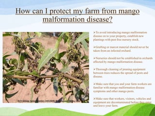 How can I protect my farm from mango
malformation disease?
To avoid introducing mango malformation
disease on to your property, establish new
plantings with pest free nursery stock.
Grafting or marcot material should never be
taken from an infected orchard.
Nurseries should not be established in orchards
affected by mango malformation disease.
Thorough cleaning of pruning equipment
between trees reduces the spread of pests and
disease.
Make sure that you and your farm workers are
familiar with mango malformation disease
symptoms and other mango pests.
Make sure that workers, visitors, vehicles and
equipment are decontaminated before they enter
and leave your farm.
 
